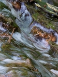 Das Plasmodium von Ceratiomyxa fruticulosa überzieht  alte Baumstubben mit einer gallertartigen Masse.